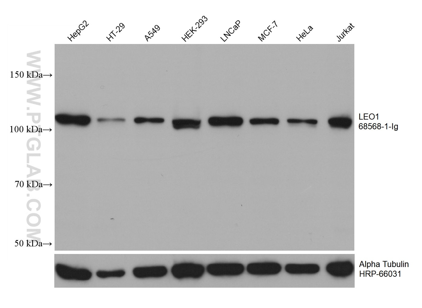 WB analysis using 68568-1-Ig