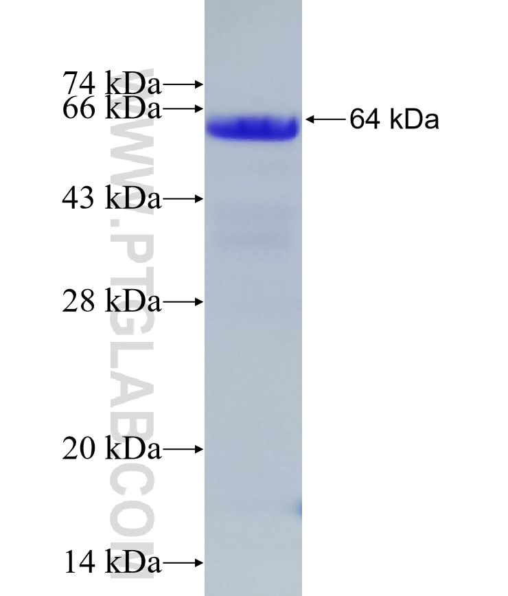 LEO1 fusion protein Ag33577 SDS-PAGE