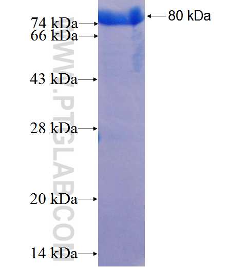LEO1 fusion protein Ag2932 SDS-PAGE
