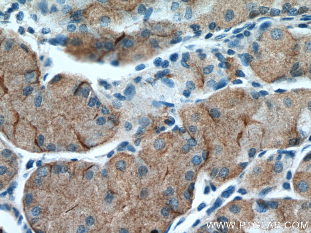 Immunohistochemistry (IHC) staining of human stomach tissue using Leptin Polyclonal antibody (17436-1-AP)