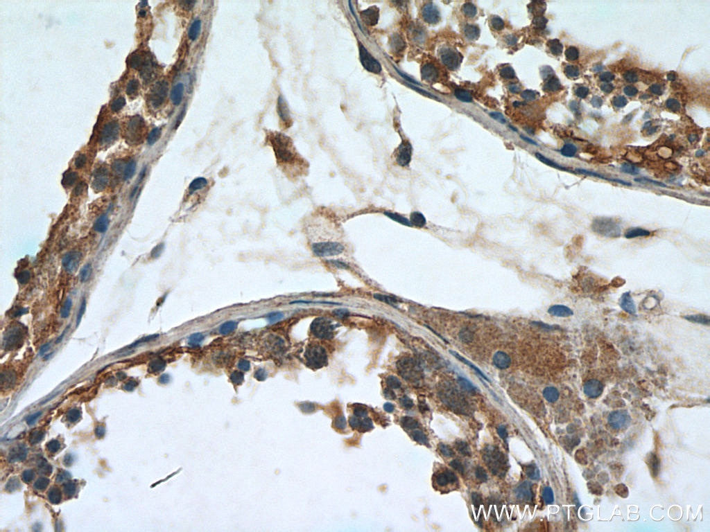 Immunohistochemistry (IHC) staining of human testis tissue using Leptin Polyclonal antibody (17436-1-AP)