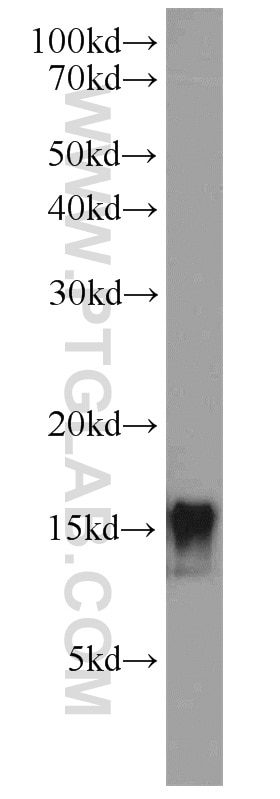 Leptin Polyclonal antibody