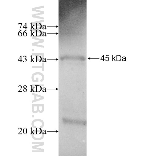 LEP fusion protein Ag11507 SDS-PAGE