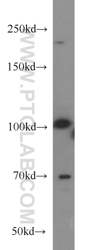 Western Blot (WB) analysis of PC-3 cells using LEPR Polyclonal antibody (20966-1-AP)