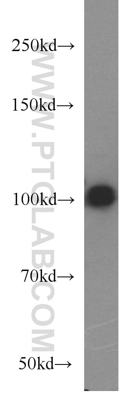 Western Blot (WB) analysis of PC-3 cells using LEPR Polyclonal antibody (20966-1-AP)