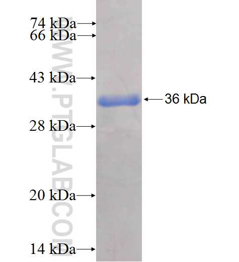 LEPRE1 fusion protein Ag24904 SDS-PAGE