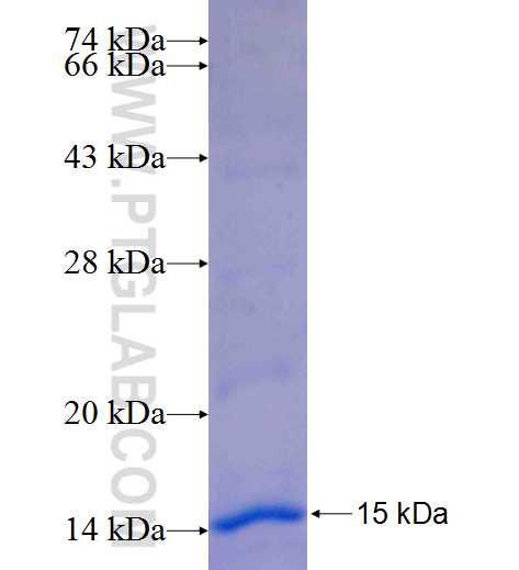 LEPRE1 fusion protein Ag25178 SDS-PAGE