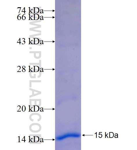 LEPRE1 fusion protein Ag25178 SDS-PAGE