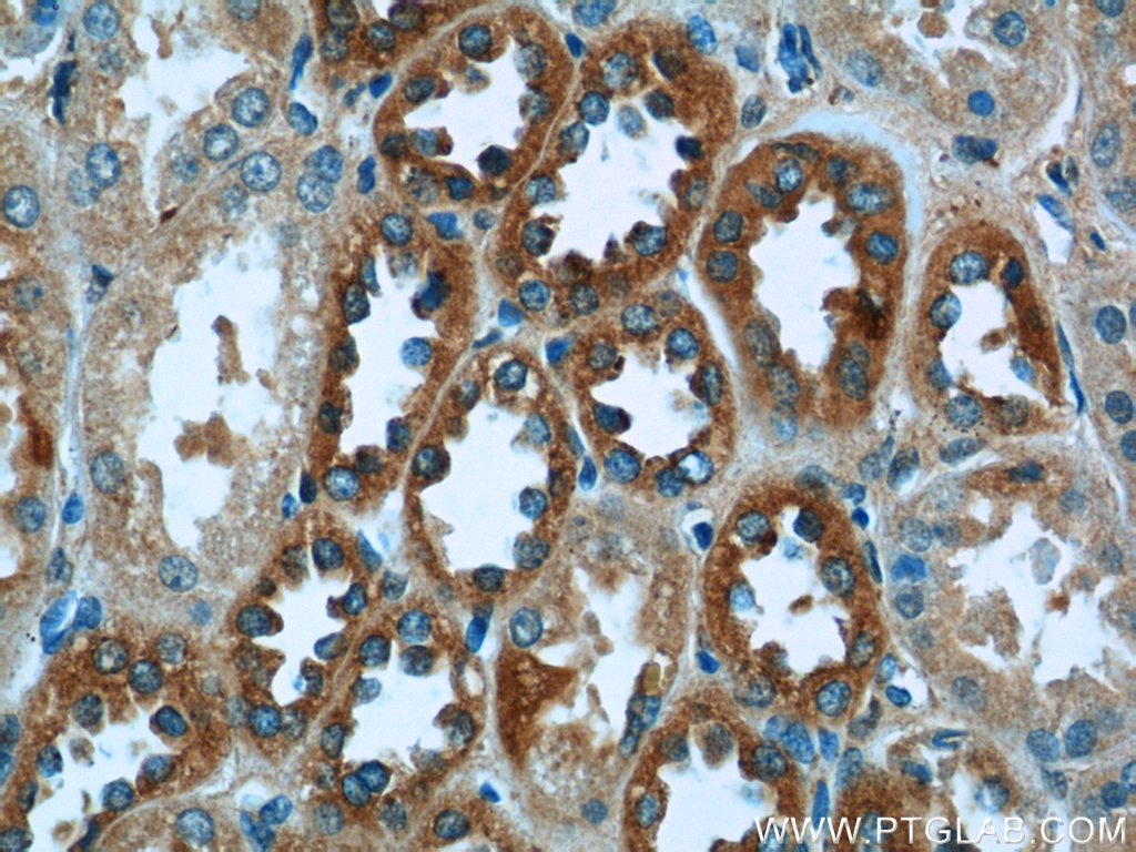 Immunohistochemistry (IHC) staining of human kidney tissue using P3H2 Polyclonal antibody (15723-1-AP)