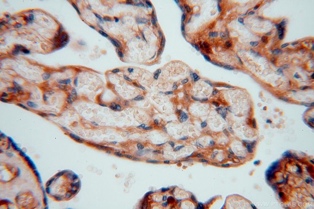 Immunohistochemistry (IHC) staining of human placenta tissue using P3H2 Polyclonal antibody (15723-1-AP)