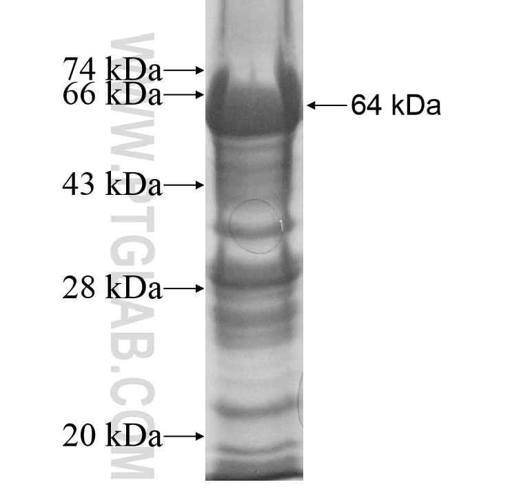 LEPREL1 fusion protein Ag8444 SDS-PAGE