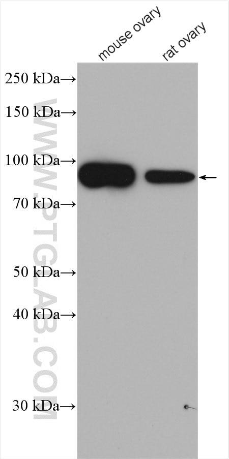 Western Blot (WB) analysis of various lysates using P3H3 Polyclonal antibody (16023-1-AP)