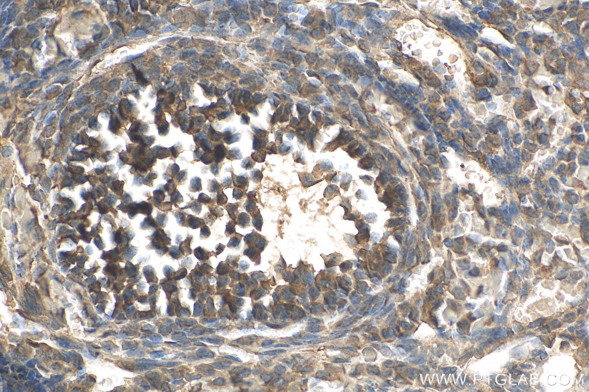 Immunohistochemistry (IHC) staining of mouse ovary tissue using LEPREL2 Monoclonal antibody (68299-1-Ig)