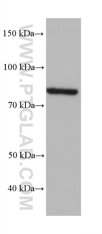 Western Blot (WB) analysis of HeLa cells using LEPREL2 Monoclonal antibody (68299-1-Ig)