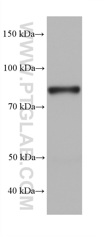 Western Blot (WB) analysis of rat testis tissue using LEPREL2 Monoclonal antibody (68299-1-Ig)