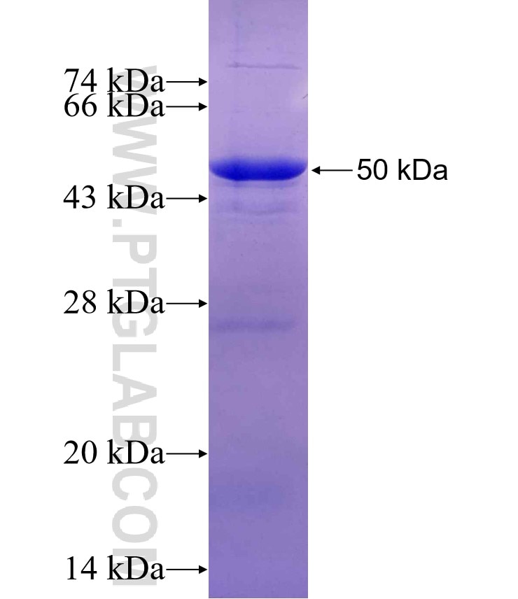LEPREL2 fusion protein Ag8850 SDS-PAGE
