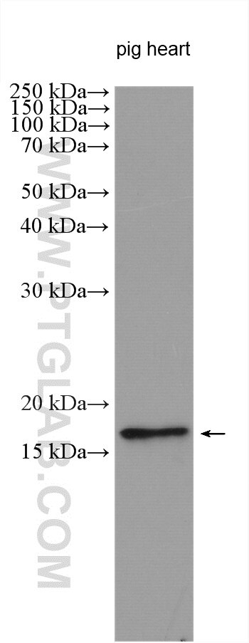 Western Blot (WB) analysis of various lysates using LEPROT Polyclonal antibody (20304-1-AP)