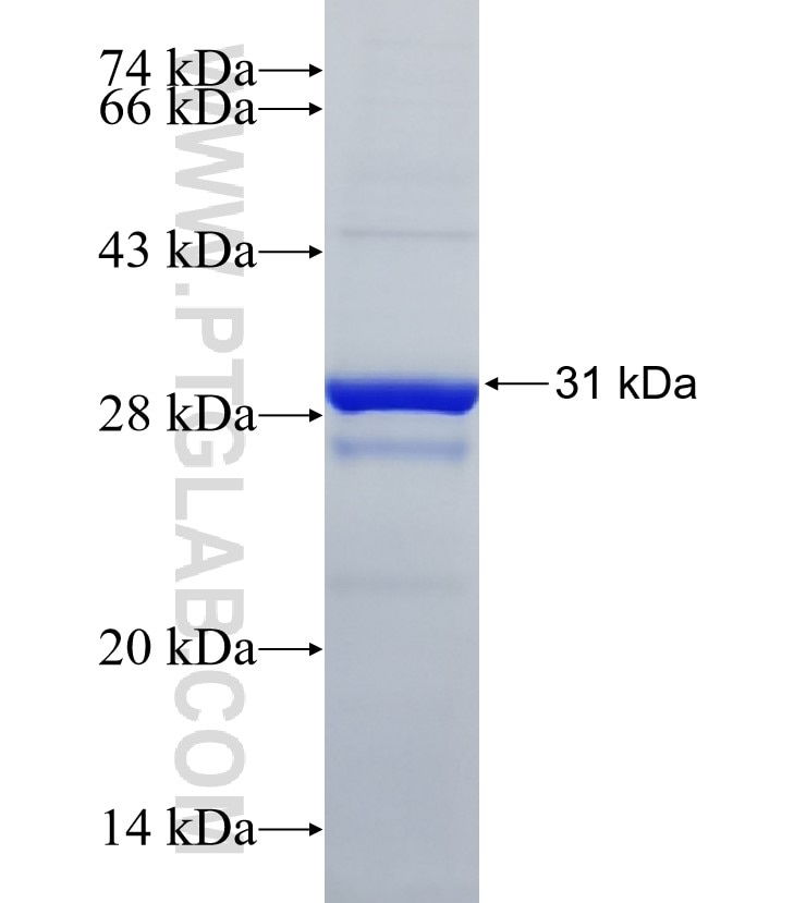 LEPROT fusion protein Ag14126 SDS-PAGE