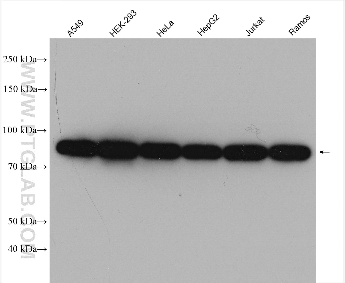 Western Blot (WB) analysis of various lysates using LETM1 Polyclonal antibody (16024-1-AP)