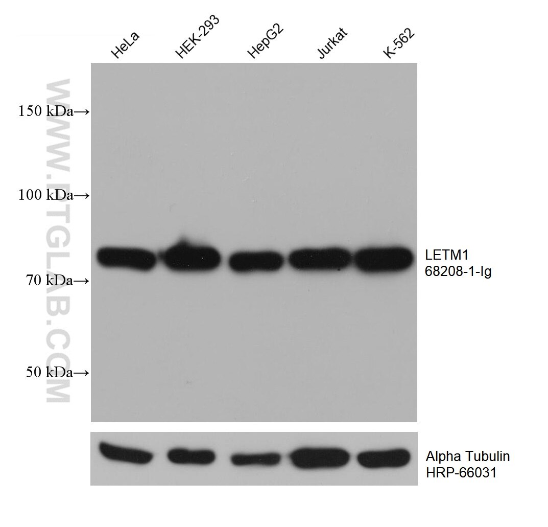 Western Blot (WB) analysis of various lysates using LETM1 Monoclonal antibody (68208-1-Ig)