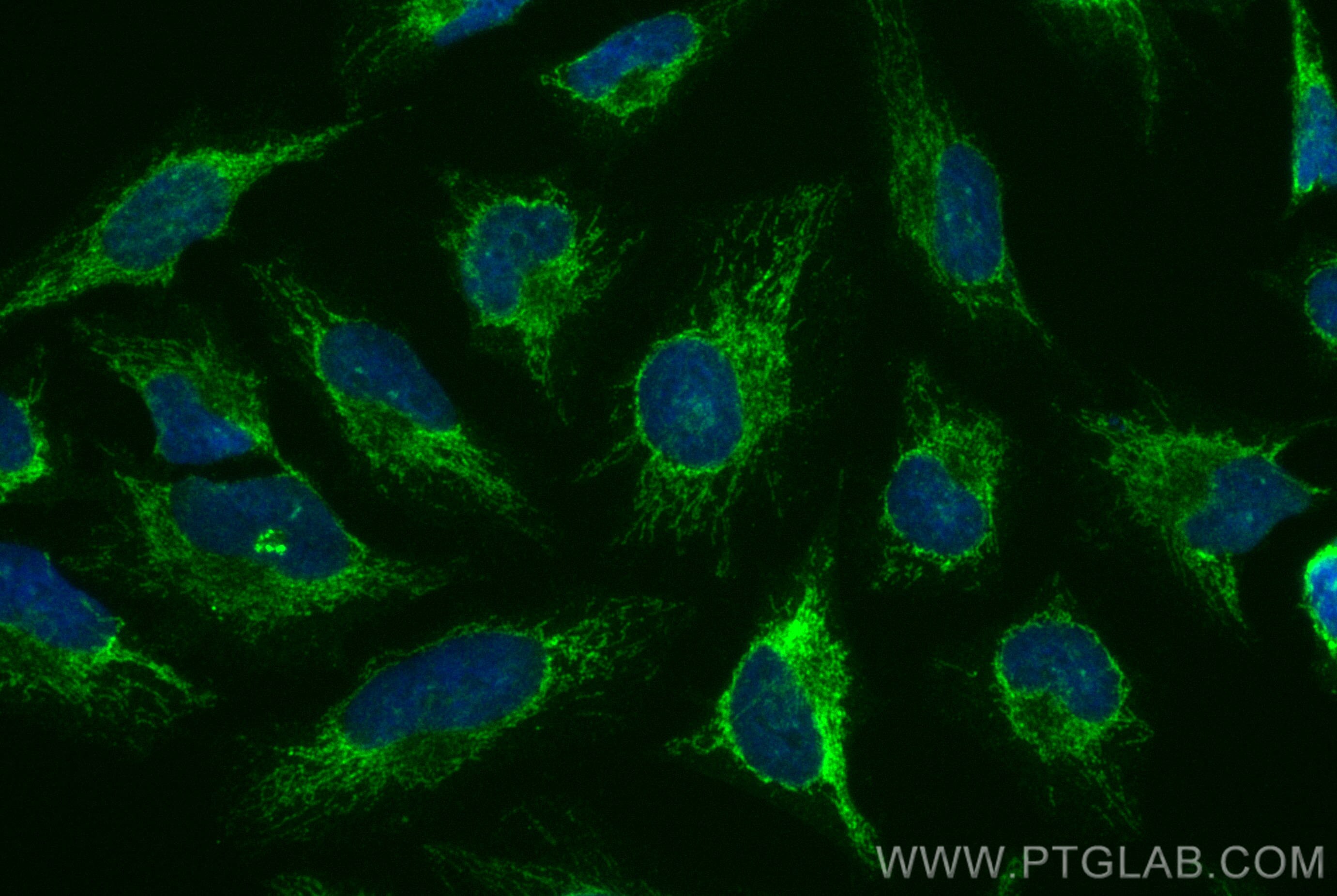 IF Staining of HeLa using CL488-16024