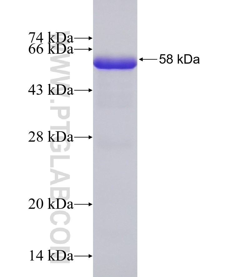 LETM1 fusion protein Ag8851 SDS-PAGE