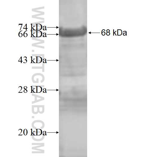 LETM1 fusion protein Ag8861 SDS-PAGE