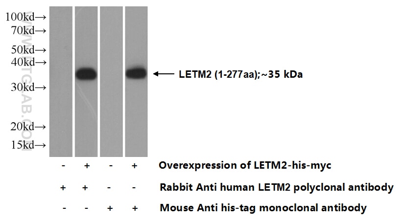 LETM2 Polyclonal antibody