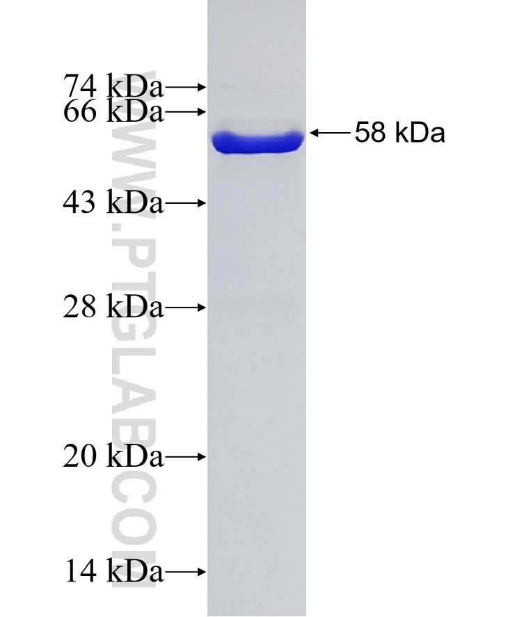 LETM2 fusion protein Ag10900 SDS-PAGE