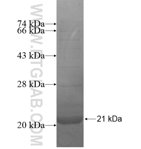 LETMD1 fusion protein Ag13979 SDS-PAGE