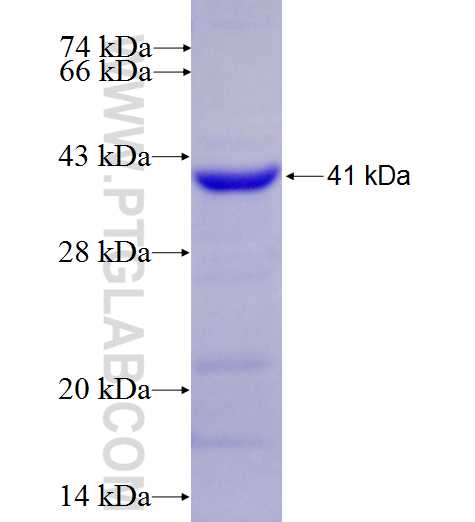 CD11a/Integrin alpha-L fusion protein Ag7813 SDS-PAGE
