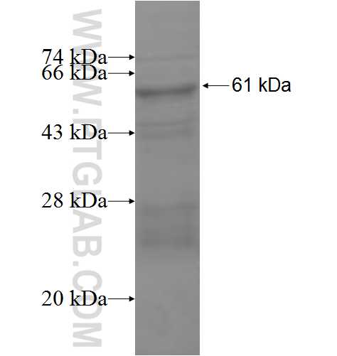 CD11a/Integrin alpha-L fusion protein Ag7920 SDS-PAGE