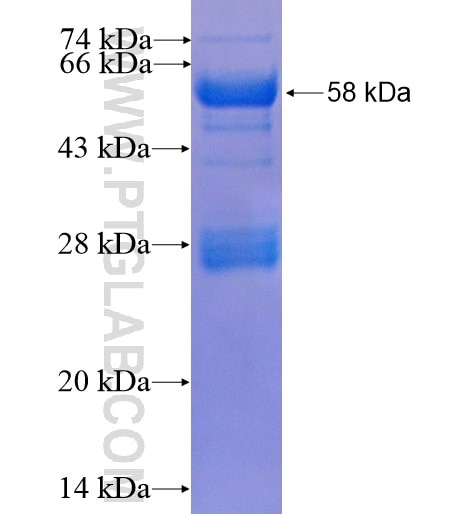 LGALS12 fusion protein Ag4215 SDS-PAGE
