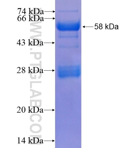 LGALS12 fusion protein Ag4215 SDS-PAGE