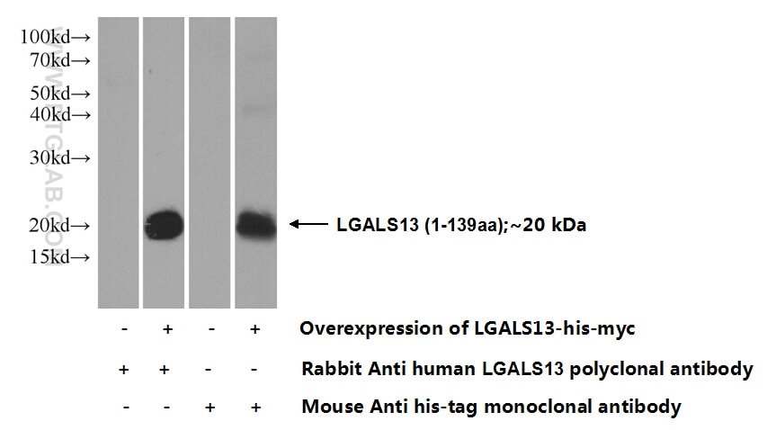 LGALS13 Polyclonal antibody