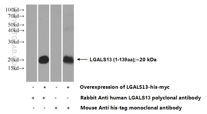 LGALS13 Polyclonal antibody