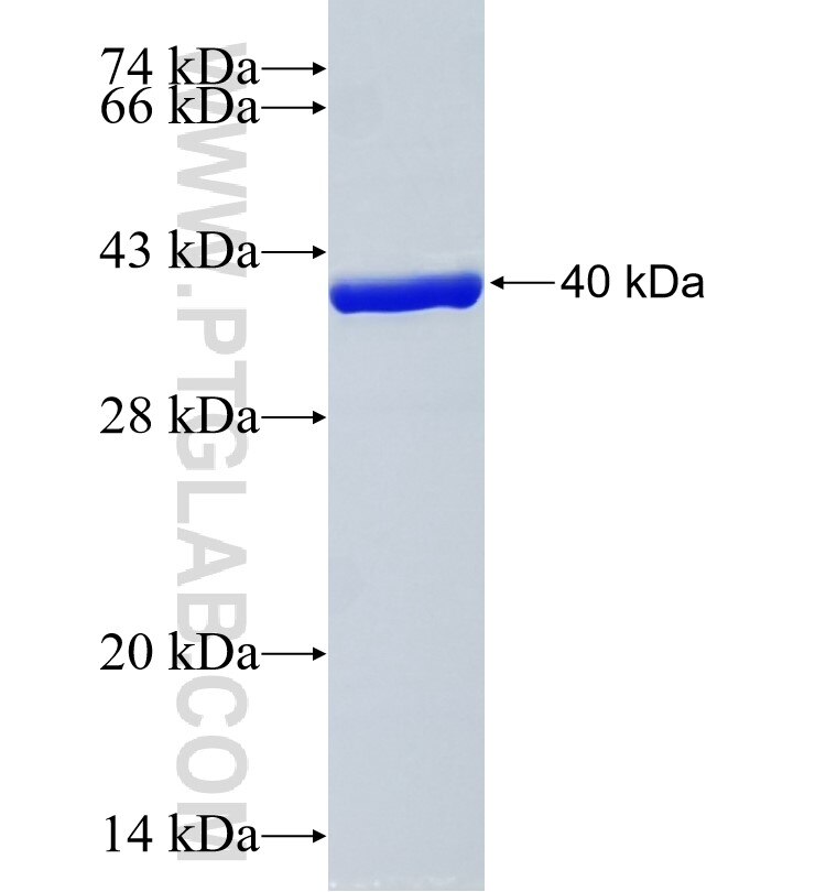 LGALS13 fusion protein Ag12192 SDS-PAGE