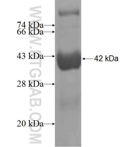 LGALS14 fusion protein Ag9757 SDS-PAGE