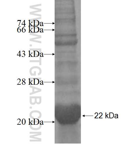 LGALS14 fusion protein Ag9897 SDS-PAGE