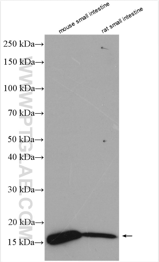 Western Blot (WB) analysis of various lysates using Galectin 2 Polyclonal antibody (12849-2-AP)