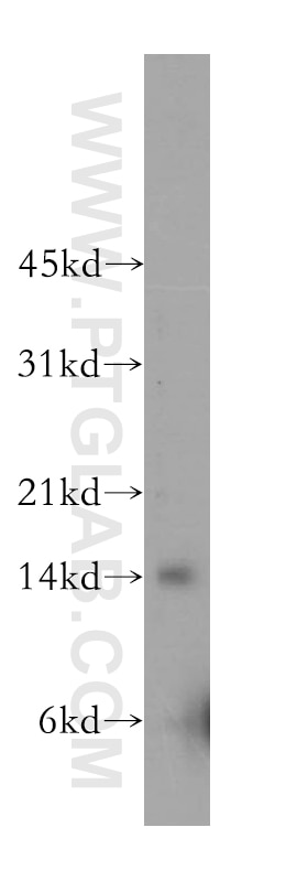 Galectin 2 Polyclonal antibody