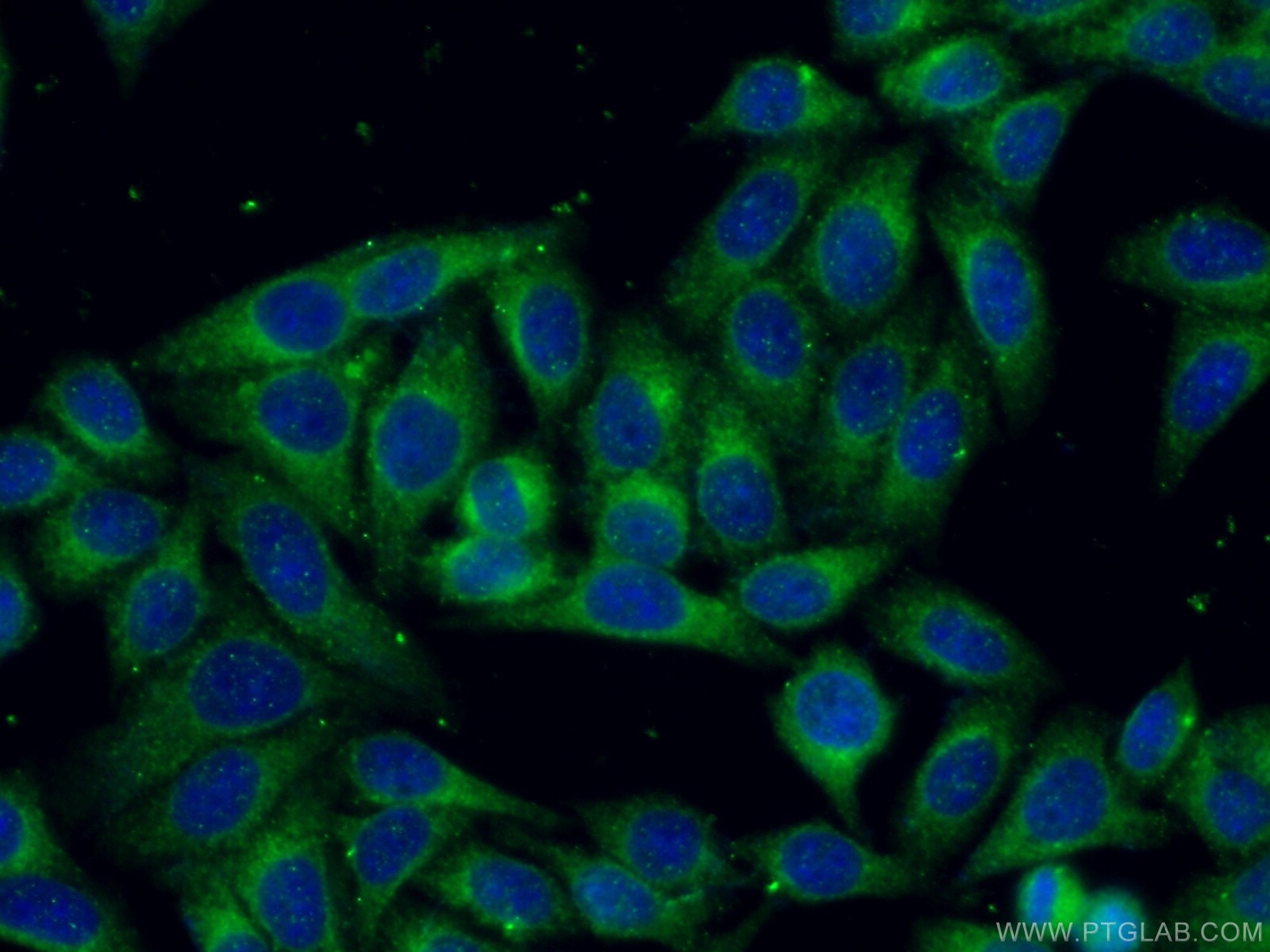 Immunofluorescence (IF) / fluorescent staining of HepG2 cells using LGALS3BP Polyclonal antibody (10281-1-AP)