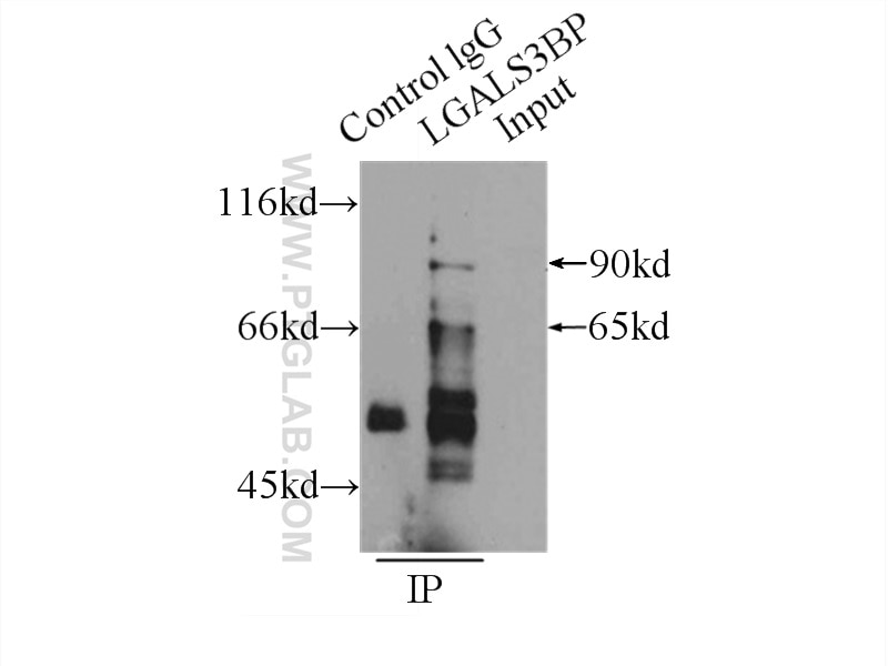 Immunoprecipitation (IP) experiment of HEK-293 cells using LGALS3BP Polyclonal antibody (10281-1-AP)