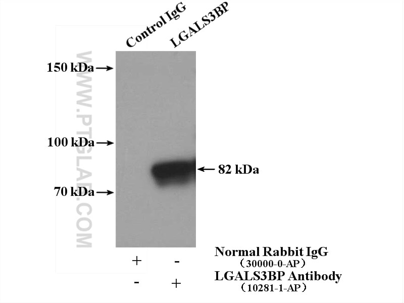 Immunoprecipitation (IP) experiment of HepG2 cells using LGALS3BP Polyclonal antibody (10281-1-AP)