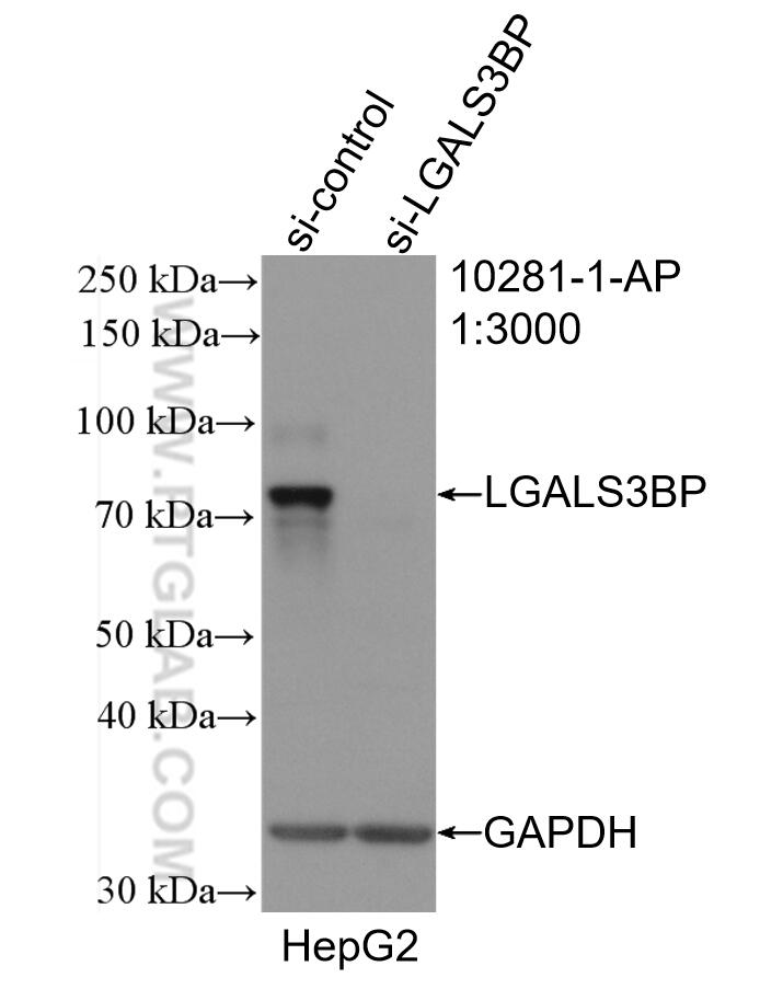 Western Blot (WB) analysis of HepG2 cells using LGALS3BP Polyclonal antibody (10281-1-AP)