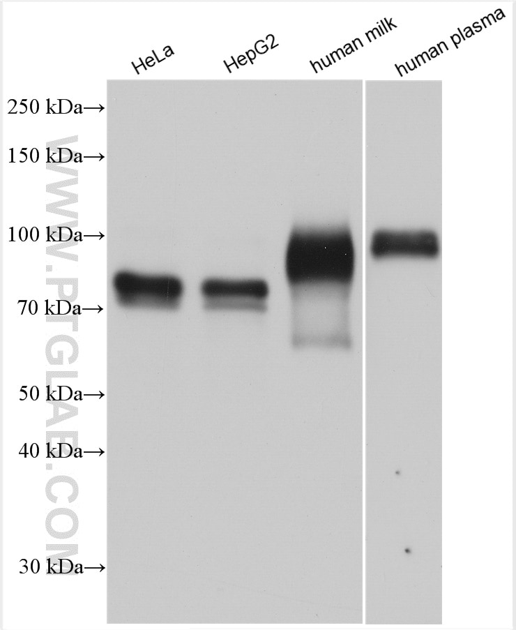 Western Blot (WB) analysis of various lysates using LGALS3BP Polyclonal antibody (10281-1-AP)