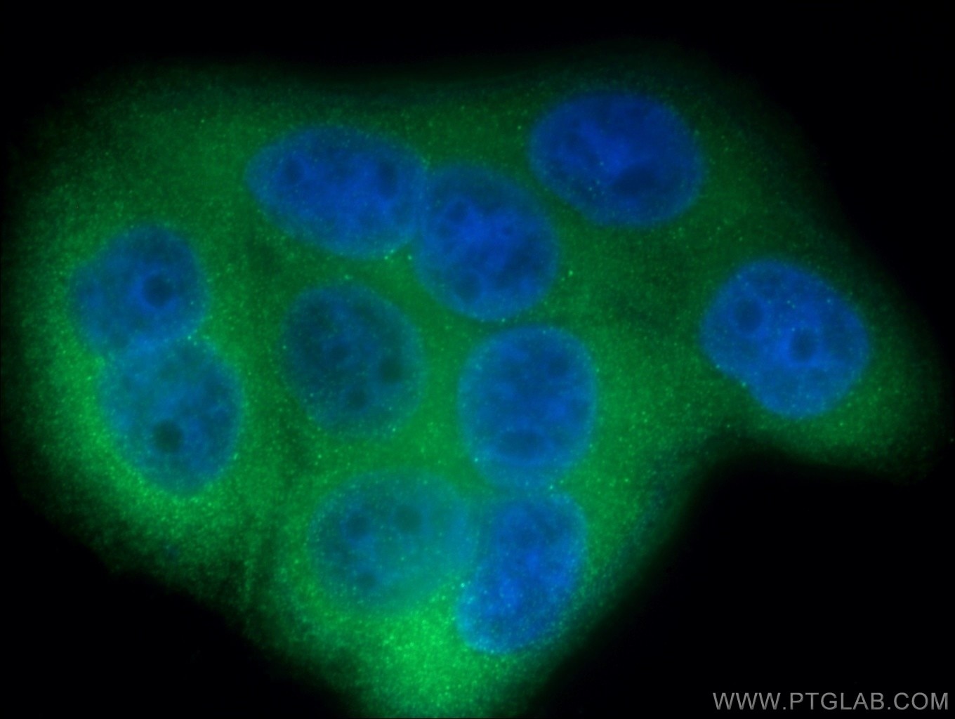 Immunofluorescence (IF) / fluorescent staining of HepG2 cells using LGALS3BP Polyclonal antibody (23307-1-AP)