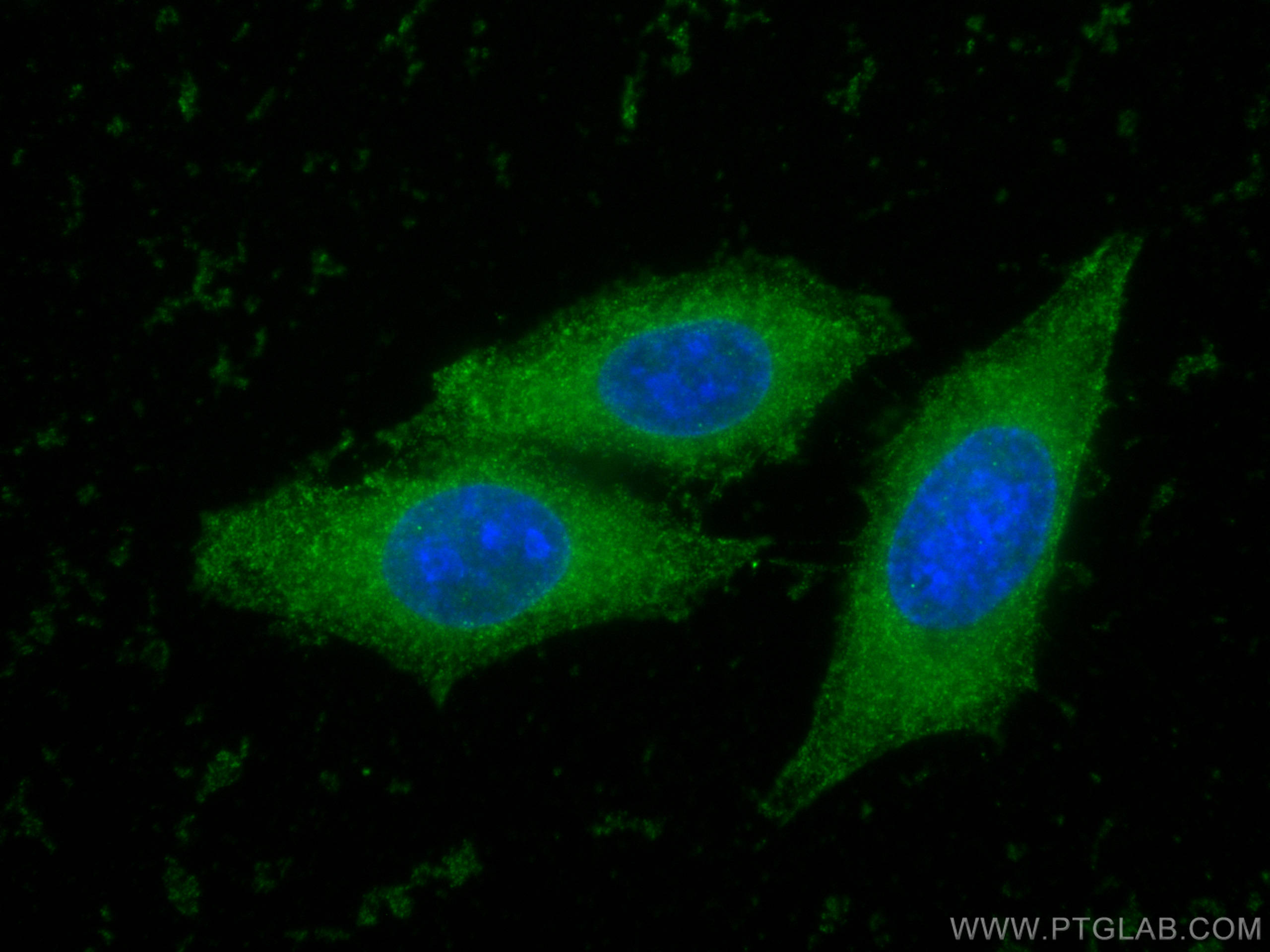 Immunofluorescence (IF) / fluorescent staining of HepG2 cells using LGALS3BP Monoclonal antibody (60066-1-Ig)