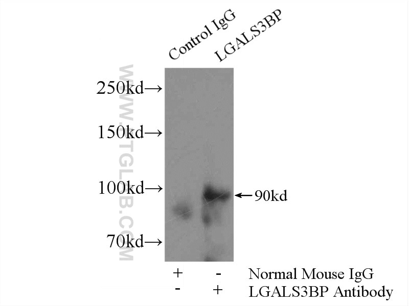 Immunoprecipitation (IP) experiment of human plasma using LGALS3BP Monoclonal antibody (60066-1-Ig)
