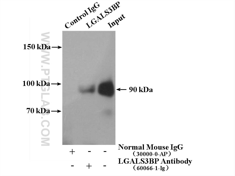 Immunoprecipitation (IP) experiment of human plasma using LGALS3BP Monoclonal antibody (60066-1-Ig)